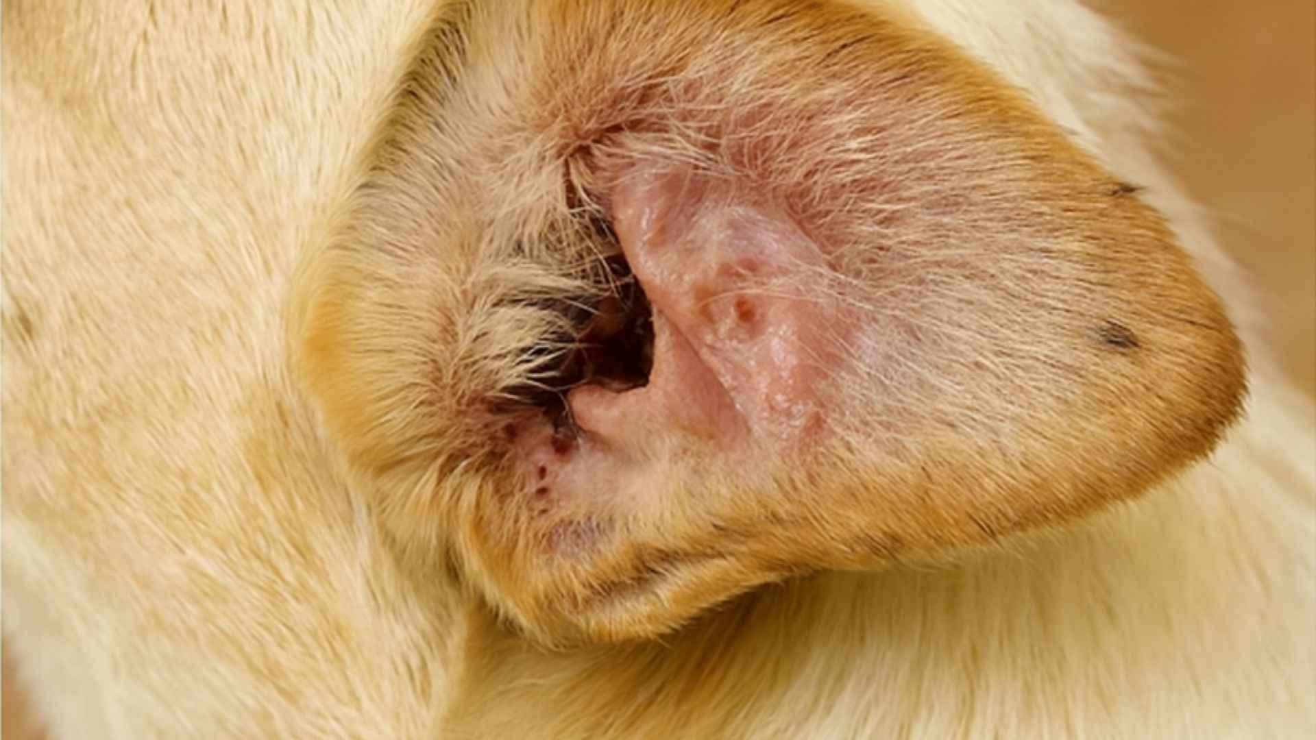 otohematoma de cerca
